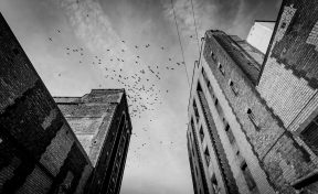 Birds flying above old warehouses in Liverpool